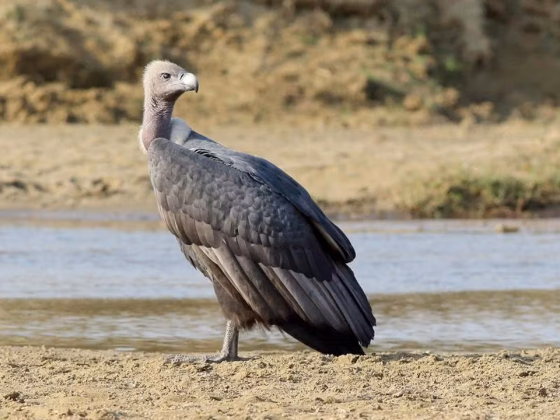 6. Kền Kền Bengal (Bengal Florican): Đây là loài chim nhanh nhất thế giới, số lượng giảm đến 99,9% từ những năm 1980. Mất môi trường sống và bị săn bắt đều là nguyên nhân suy giảm số lượng Kền Kền Bengal.