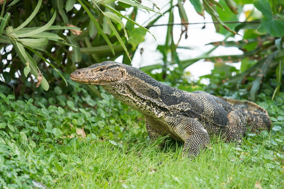 Kỳ đà hoa có tên khoa học là Varanus bengalensis. Chúng thường sống trong các kênh rạch, đầm lầy, cống rãnh hoặc ao hồ. Đôi khi chúng đi vào các khu vườn của người dân.