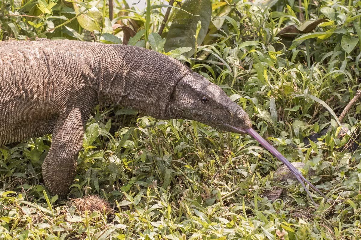 Hành động này của ông Dương Minh Giám là một minh chứng cho ý thức trách nhiệm của công dân trong việc bảo vệ môi trường, đóng góp vào việc bảo tồn các loài động vật rừng nguy cấp cũng như giữ gìn các giá trị thiên nhiên, đặc biệt là bảo vệ các loài động vật có nguy cơ bị đe dọa tuyệt chủng.