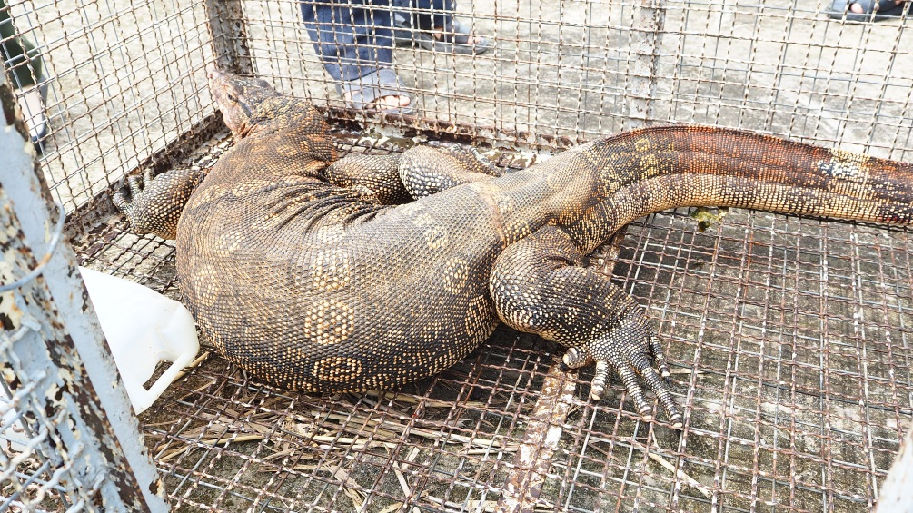 Đội Kiểm lâm cơ động và phòng cháy chữa cháy rừng thuộc Chi cục Kiểm lâm tỉnh Cà Mau đã nhận được một cá thể kỳ đà hoa từ ông Dương Minh Giám, một cư dân tại Cà Mau. Qua 10 ngày chăm sóc, cá thể này đã khỏe mạnh và được thả về môi trường tự nhiên.