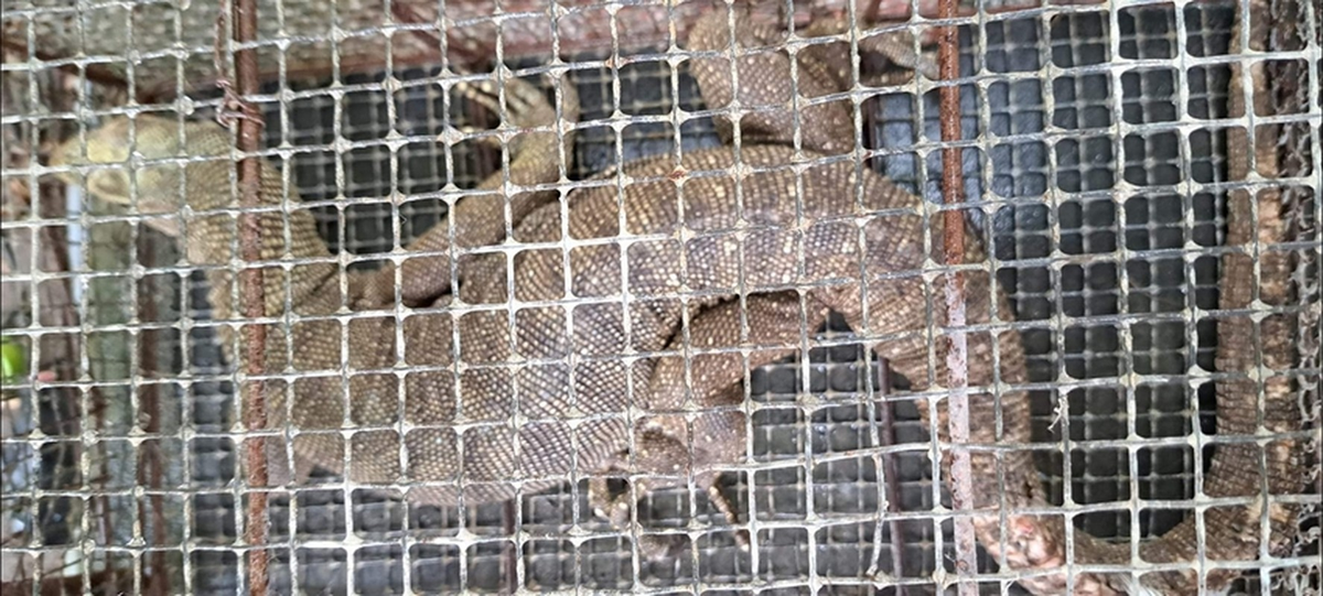 Cá thể này có trọng lượng 18 kg và được xếp vào danh mục động vật rừng nguy cấp quý hiếm, nằm trong nhóm IIB theo Nghị định 06/2019 của Chính phủ. Ông Dương Minh Giám đã phát hiện và nuôi nhốt nó tại nhà, nhưng sau khi nhận thức được giá trị bảo tồn, ông đã tự nguyện giao nộp cho cơ quan chức năng.