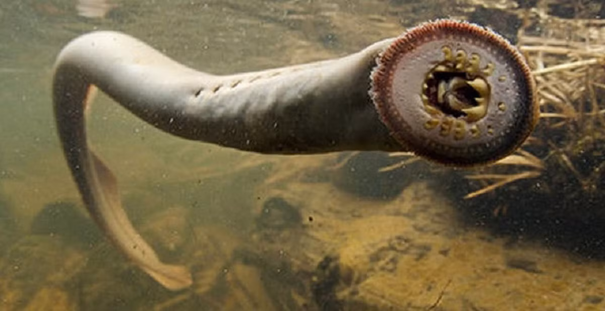 Cá quỷ hay còn gọi cá mút đá là sinh vật có từ thời cổ đại (360 triệu năm trước). Cá mút đá có chiều dài cơ thể từ 30 – 40cm và đường kích cỡ 4cm. Loài cá này có có hệ tuần hoàn nguyên thủy (có tới 4 quả tim, một quả tim chính và 3 quả tim phụ hỗ trợ bơm máu), chúng có hộp sọ và có tới hai não nhưng lại không có xương hàm và không có xương sống mà da lại trơn (nên còn thường bị nhầm với lươn).