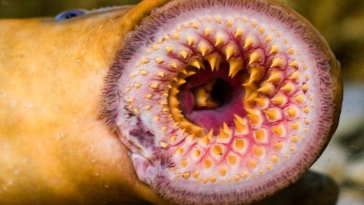 Với cái miệng đầy răng này, cá hút máu và chất dinh dưỡng từ vật chủ từ ngày này qua ngày khác. Nước bọt của nó được trang bị hóa chất chống đông máu để đảm bảo rằng máu của con mồi không bị vón cục.