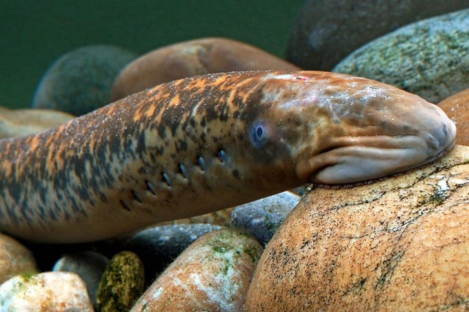 Tại Hàn Quốc và một số nước châu Âu, cá quỷ là một trong những nguyên liệu đắt tiền và được sử dụng trong các món ăn nổi tiếng.