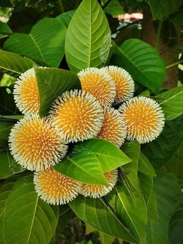 Theo y học cổ truyền, vỏ gáo được cho là có tác dụng hỗ trợ hạ sốt, điều trị tiêu chảy, xơ gan cổ trướng, và làm sạch vết thương nhiễm khuẩn.