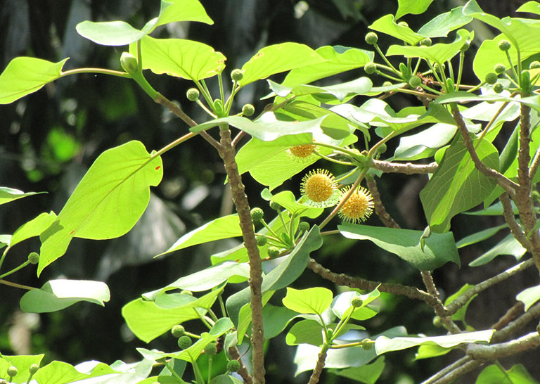 Gần đây, loài quả dại này đã trở nên phổ biến hơn ở thành phố, được nhiều người tìm mua để thưởng thức.