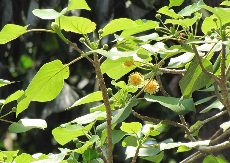 Gần đây, loài quả dại này đã trở nên phổ biến hơn ở thành phố, được nhiều người tìm mua để thưởng thức.