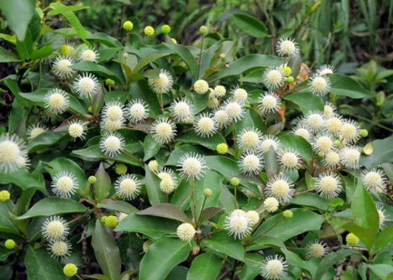 Có hai loại gáo phổ biến là gáo vàng và gáo trắng, mỗi loại có đặc điểm riêng.