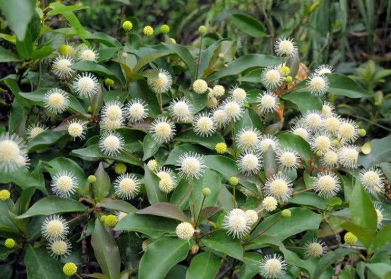 Có hai loại gáo phổ biến là gáo vàng và gáo trắng, mỗi loại có đặc điểm riêng.