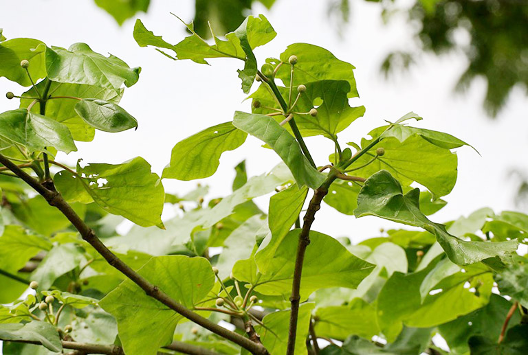 Vào tháng 9 hàng năm là thời gian có nhiều tiểu thương bán quả gáo nhất.