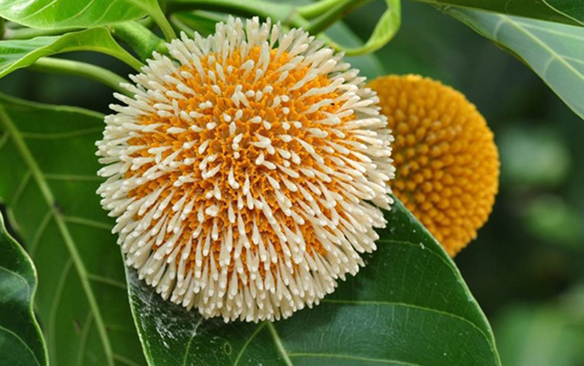  Quả gáo có hình tròn, vỏ ngoài sần sùi, nhưng bên trong lại có ruột màu vàng ươm, giống như trái dứa.