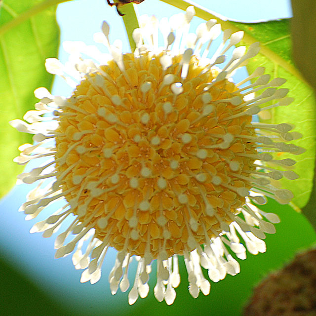 Ngoài là món ăn ngon, quả gáo còn được biết đến với nhiều công dụng tốt cho sức khỏe