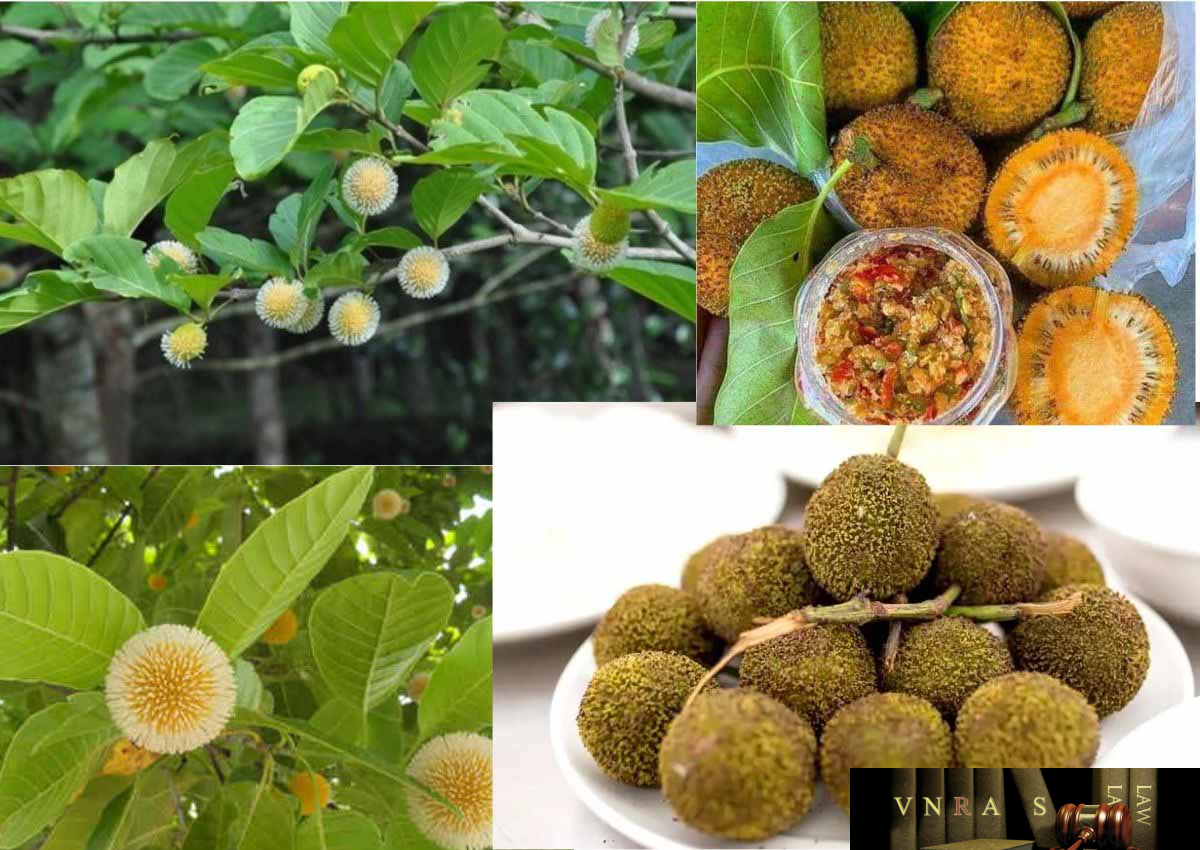 Trên các nền tảng mạng và chợ chung cư, quả gáo được bán với giá từ 100.000 đến 120.000 đồng/kg và thường được mua hết nhanh chóng.