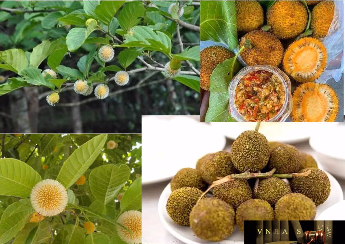 Trên các nền tảng mạng và chợ chung cư, quả gáo được bán với giá từ 100.000 đến 120.000 đồng/kg và thường được mua hết nhanh chóng.