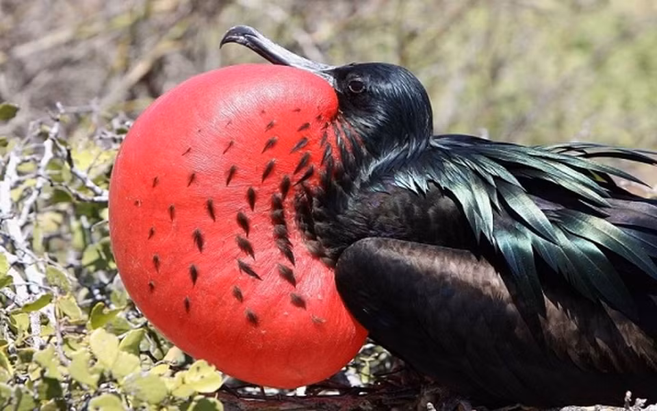 Nhóm các nhà khoa học, dẫn đầu bởi Henri Weimerskirch từ Trung tâm Quốc gia nghiên cứu khoa học và sinh học của Pháp, đã tiết lộ một phát hiện độc đáo về loài chim Frigate.