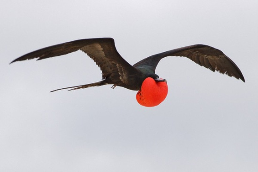 Nghiên cứu được công bố trên tạp chí Science, tiết lộ rằng những con chim này có khả năng bay lượn liên tục trong không trung trong suốt 56 ngày mà không cần nghỉ ngơi.