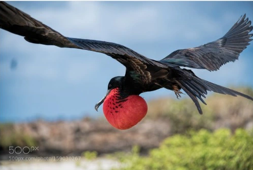 Các nhà nghiên cứu đã phát hiện ra rằng nhịp tim của chim chỉ chậm lại khi chúng hạ cánh về tổ, và họ tin rằng có khả năng chim Frigate có thể ngủ trong không trung khi thực hiện những chuyến bay dài.