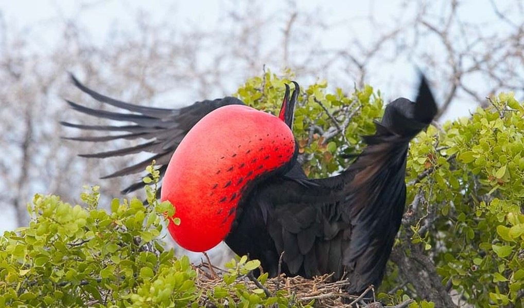 Đây là một phát hiện thú vị về khả năng bay của loài chim Frigate, đặc biệt khi chúng có thể sống trong môi trường khó khăn như độ cao lớn và khí quyển mỏng của không trung, mở ra cơ hội mới cho sự hiểu biết về sinh học và hành vi của loài chim trong tự nhiên.