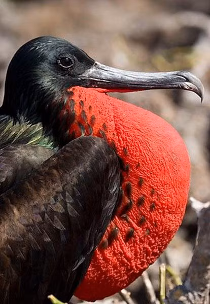 Bằng cách gắn thiết bị theo dõi qua GPS vào các con chim từ năm 2011 đến năm 2015, nhóm nghiên cứu đã khám phá ra rằng chim Frigate có thể bay lên đến 56 ngày liên tục, di chuyển hàng trăm dặm mỗi ngày, và đạt độ cao 2,5 dặm.