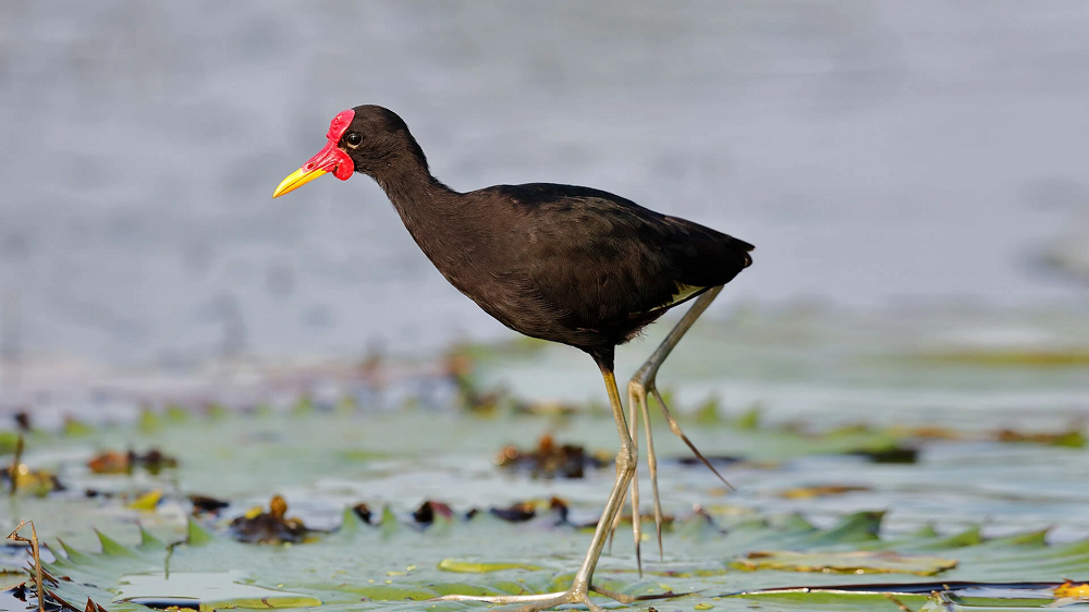 Ở Úc, có loài Jacana mào lược (Irediparra gallinacea), được tìm thấy ở các vùng đất ngập nước ngọt ở miền bắc và miền đông Australia, đặc biệt dọc theo bờ biển.