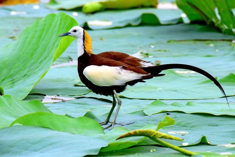 Jacana châu Phi (Actophilornis africanus), được biết đến với bộ lông màu nâu và trắng đậm.