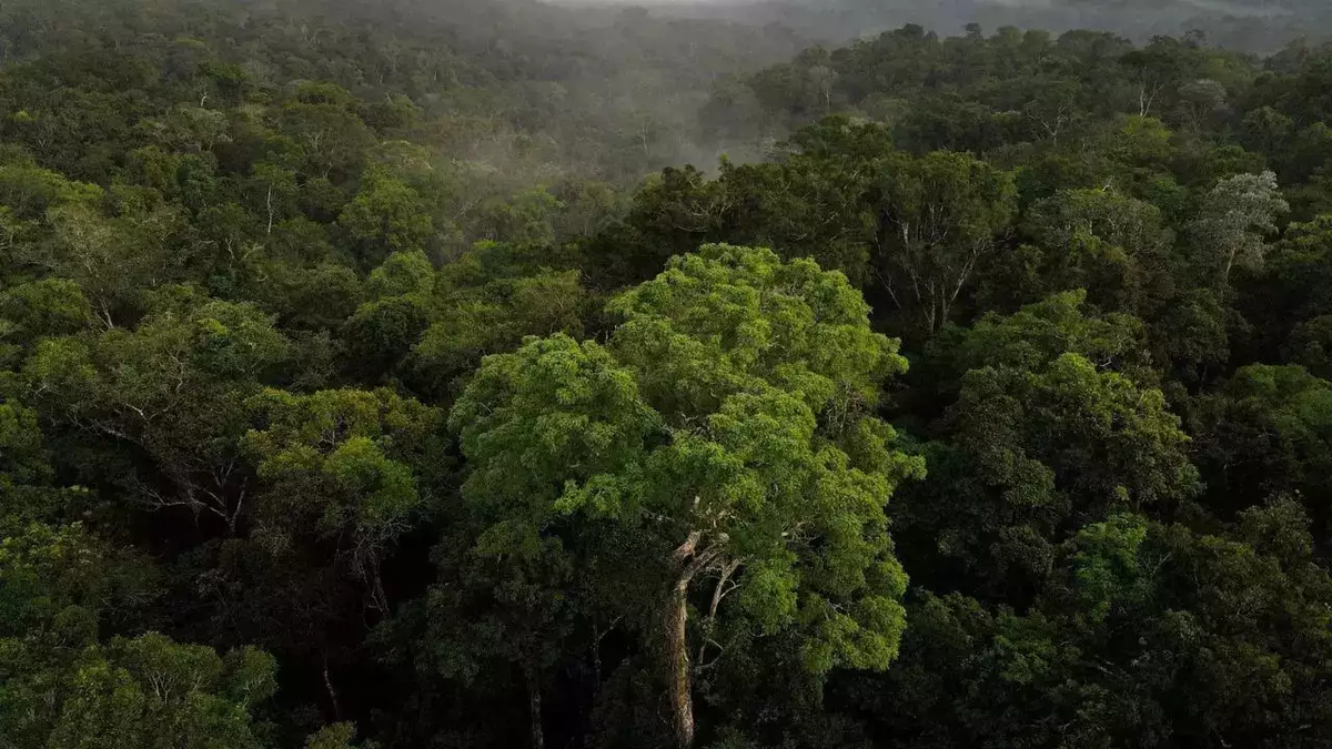 C. amazonica chỉ là một trong 109 loài mới được nhóm tìm thấy thông qua bẫy, đánh dấu sự phát hiện độc đáo và quan trọng của hệ sinh thái rừng nhiệt đới.