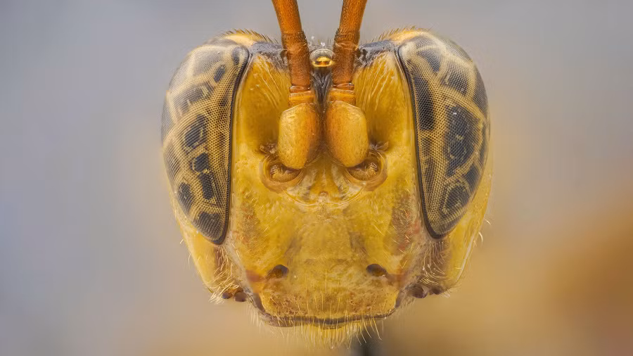 Loài côn trùng mới này được đặt tên là Capitojoppa amazonica, có đặc điểm là có cái đầu to và màu vàng sáng, đâm vào vật chủ và hút ra chất lỏng giống như máu trước khi ăn thịt vật chủ từ bên trong ra ngoài.