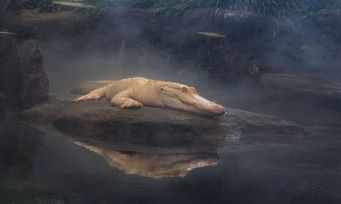 3. Cá sấu Claude: Sống ở một đầm lầy nhân tạo tại Viện Khoa học California, Mỹ, Claude là một con cá sấu bạch tạng. Do bị bạch tạng, mắt của Claude nhìn khá kém, khiến nó thường xuyên va vào các vật thể xung quanh.