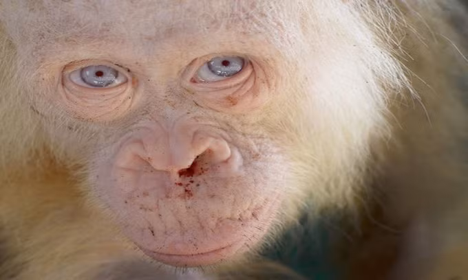 4. Đười ươi bạch tạng ở Borneo: Một con đười ươi cái bị bạch tạng được giải cứu tại đảo Borneo, Indonesia vào năm 2017.