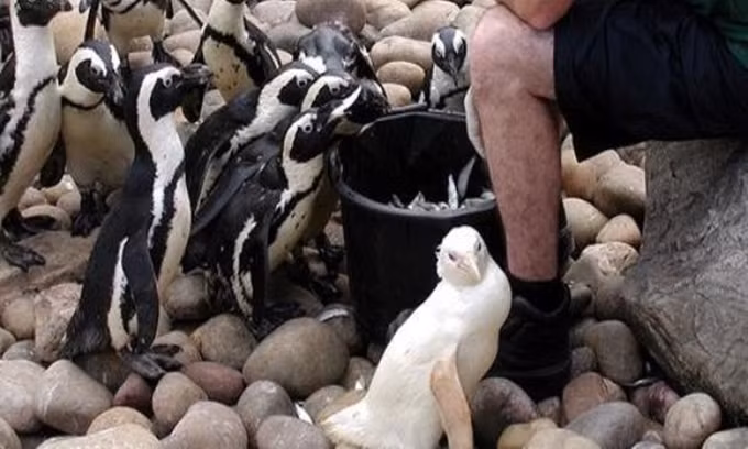 5. Chim Cánh Cụt Snowdrop: Là một con chim cánh cụt bạch tạng sinh ra tại vườn thú Bristol, Anh. Nó chỉ sống vài năm trước khi đột tử vào năm 2004.