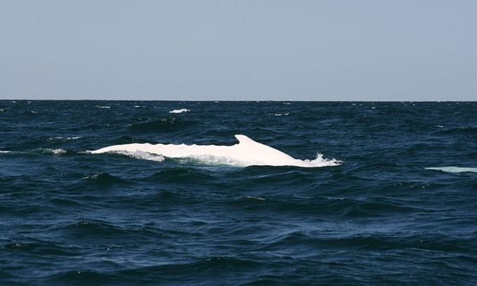 7. Migaloo: Là một con cá voi lưng gù bạch tạng được nhiều người biết đến ở Australia. Migaloo thường xuất hiện trong mùa di cư bơi dọc vùng biển phía đông của Australia.