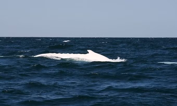 7. Migaloo: Là một con cá voi lưng gù bạch tạng được nhiều người biết đến ở Australia. Migaloo thường xuất hiện trong mùa di cư bơi dọc vùng biển phía đông của Australia.
