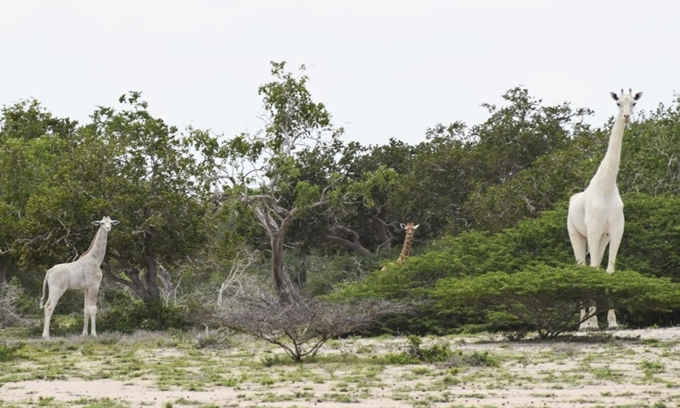 1. Hươu cao cổ bạch tạng: Hai mẹ con hươu cao cổ với cơ thể hoàn toàn trắng được phát hiện ở khu bảo tồn Ishaqbini Hirola ở Kenya. Chúng mắc phải đột biến gene hiếm gặp, không thể tạo ra sắc tố da và lông.