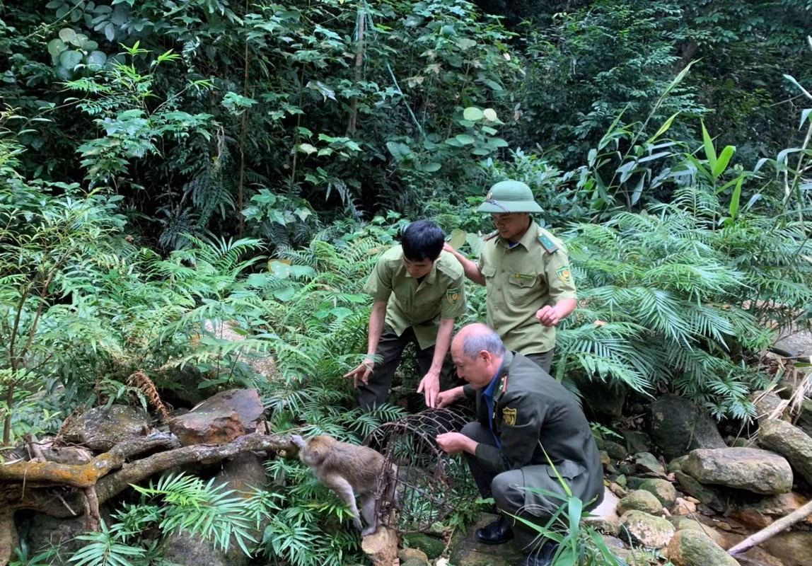 Thức ăn chủ yếu của khỉ vàng là quả, hạt, lá cây... Khỉ vàng phân bố ở nhiều khu vực rừng núi ở các tỉnh thành tại Việt Nam.