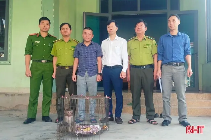 Theo ông Nguyễn Xuân Nam, vào cuối năm 2023, khi làm việc tại Lào, ông đã mua một con khỉ vàng từ một người dân bán ven đường. Con khỉ này bị thương ở tay, và ông Nam đã mang về chăm sóc, mong chờ nó phục hồi sức khỏe trước khi thả về tự nhiên. (Ảnh: Báo Hà Tĩnh)