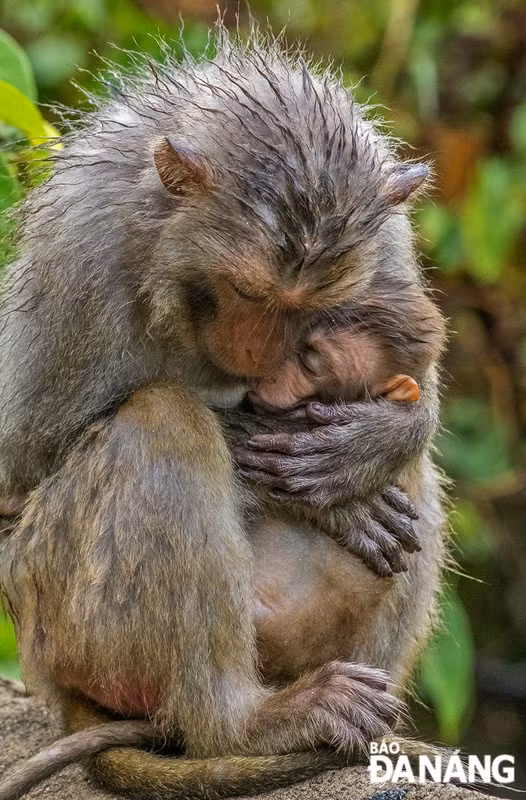 Loài khỉ này hoạt động ban ngày, phạm vi hoạt động cả dưới đất lẫn trên cây. (Ảnh: Báo Đà Nẵng)
