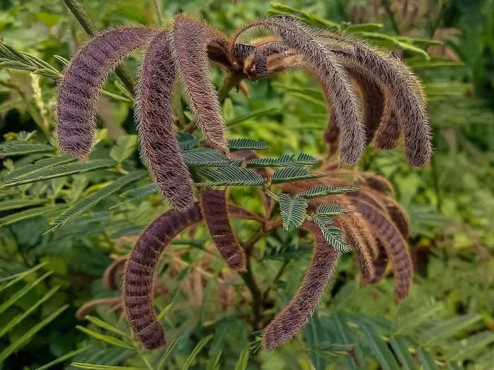 Hạt của cây Mắt mèo có chứa độc tố khi uống vào cơ thể liều cao có thể gây chết người.