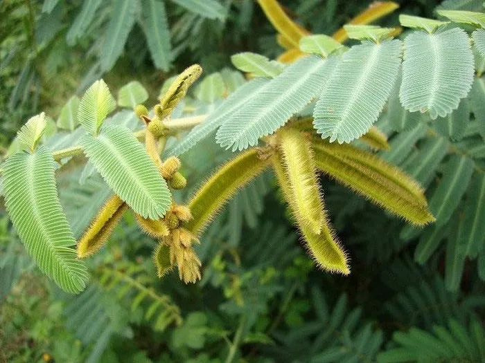 Cây này thích nghi rộng rãi với nhiều loại đất khác nhau và đã trở thành loài dại nguy hiểm hàng đầu, chiếm lĩnh diện tích đất canh tác và gây thiệt hại nghiêm trọng cho nông nghiệp và động thực vật hoang dã.
