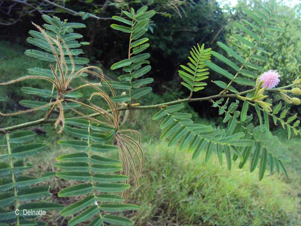 Điều này đòi hỏi sự can thiệp quyết liệt từ các cơ quan quản lý môi trường để kiểm soát và tiêu diệt loài cây này.