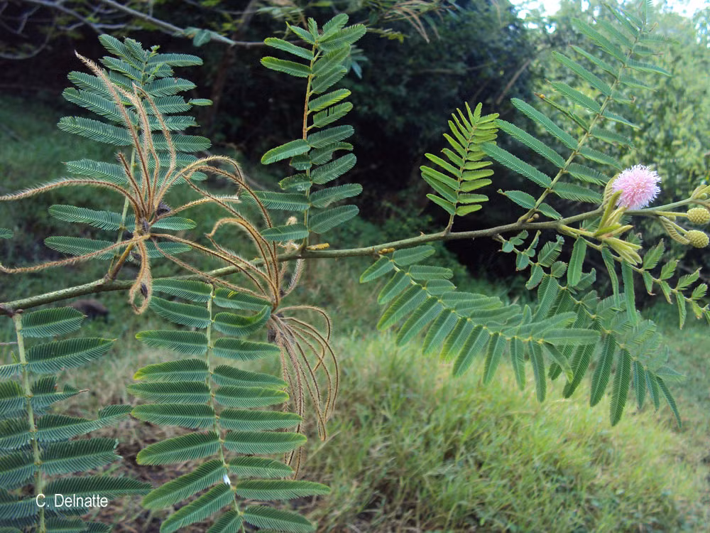 Điều này đòi hỏi sự can thiệp quyết liệt từ các cơ quan quản lý môi trường để kiểm soát và tiêu diệt loài cây này.