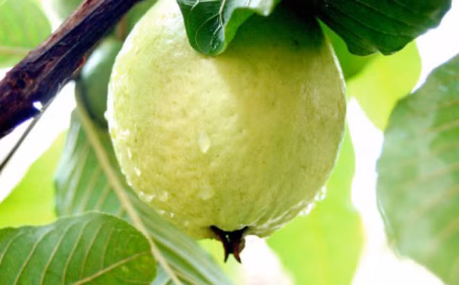 Cong thuc giam can voi oi chac chan hieu qua