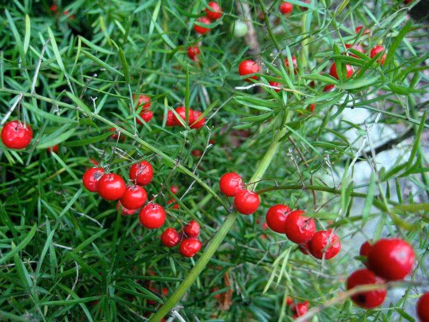 Nhung loai thao moc quy hon vang giup 