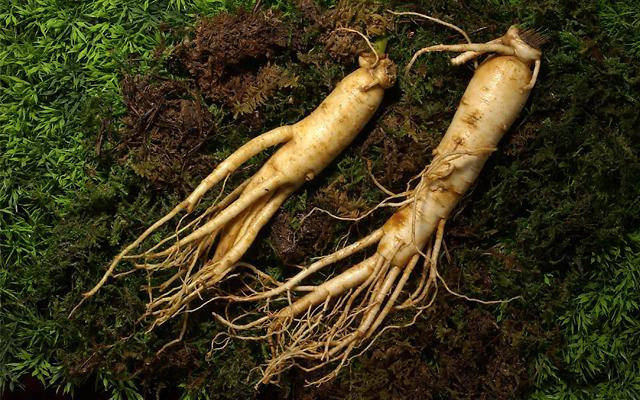 Nhung loai thao moc quy hon vang giup 