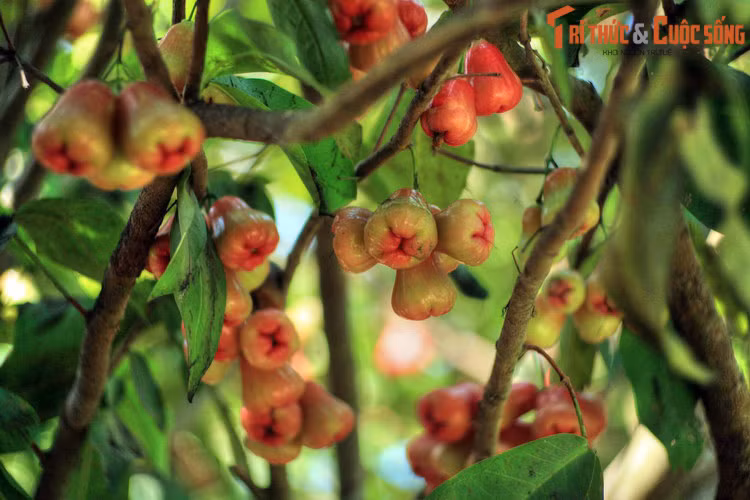 Các công trình cổ kính của làng Đồng Hiệp Hòa nằm ẩn mình dưới những vườn cây ăn trái xum xuê, thoáng mát, cạnh những dòng sông, kênh rạch hiền hòa, tạo nên cảnh quan đặc trưng đầy hấp dẫn của một ngôi làng cổ ở vùng đất phương Nam.