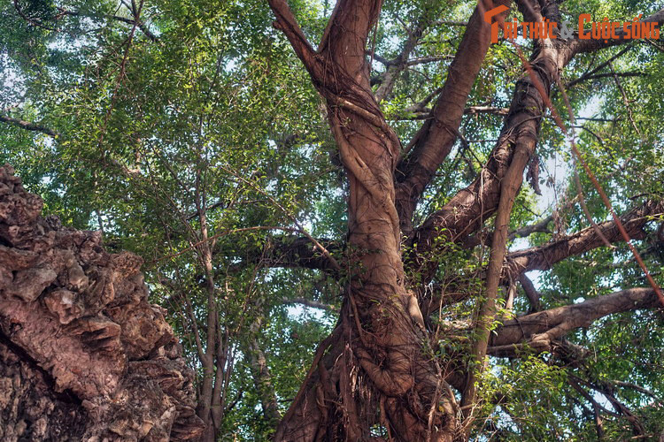 Từ hai bên cổng, hai gốc si cổ thụ vươn lên với tán lá xum xuê khiến không gian nơi đây luôn xanh mát ngay cả giữa trưa hè nóng nực.