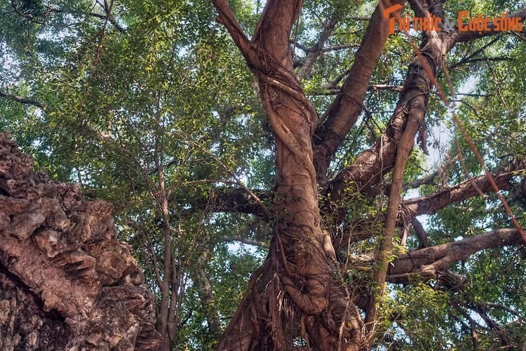 Từ hai bên cổng, hai gốc si cổ thụ vươn lên với tán lá xum xuê khiến không gian nơi đây luôn xanh mát ngay cả giữa trưa hè nóng nực.