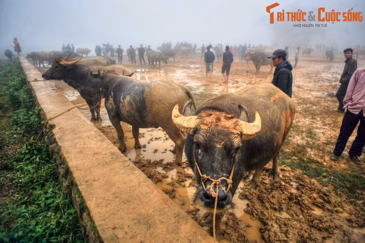 Khi tái lập huyện vào năm 2000, không hiểu vì lý do gì mà tên gọi Sin Ma Cai mất đi một chữ "n" và trở thành Si Ma Cai, theo tác giả Mã A Lềnh. Ảnh: Phiên chợ trâu Sín Chéng, Si Ma Cai.