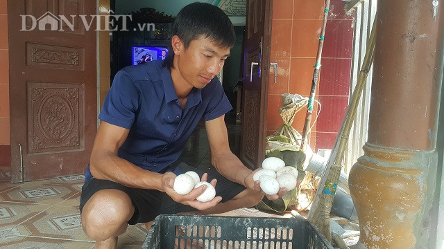 Gà tây mái nuôi được khoảng hơn 7 tháng là bắt đầu cho trứng và đẻ khoảng 80 quả trên 1 lứa.