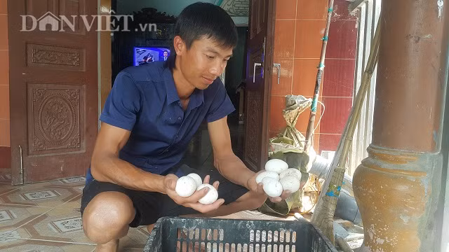 Gà tây mái nuôi được khoảng hơn 7 tháng là bắt đầu cho trứng và đẻ khoảng 80 quả trên 1 lứa.