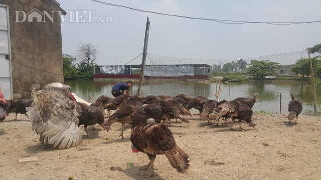 Trên bờ thì anh Dũng nuôi gà tây còn dưới ao anh tận dụng thả cá và nuôi bèo tây cho gà ăn.